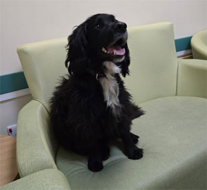 Stanley, my inseparable spaniel