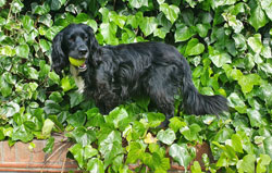 Stanley in the ivy