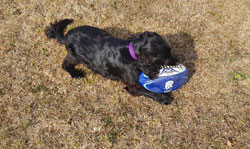 Stanley playing rugby