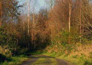 Photo of Randalstown Forrest