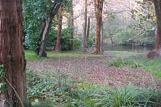 Woodland in Alloway