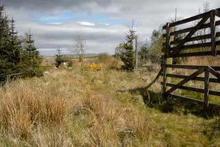 Woodlands 1