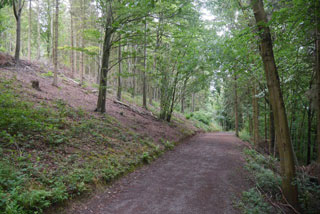 Photo of Credenhill Woods