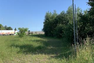 TREELINE