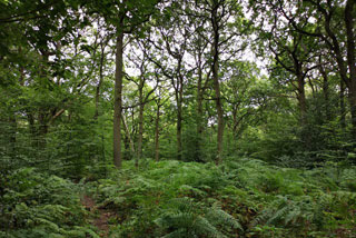 Photo of Saltlands Community Wood