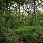 saltlands community wood bridgwater