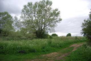 Mitcham Common 1