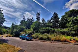 Cross Lane Woods 1